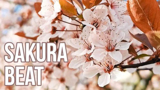 Sakura Beat