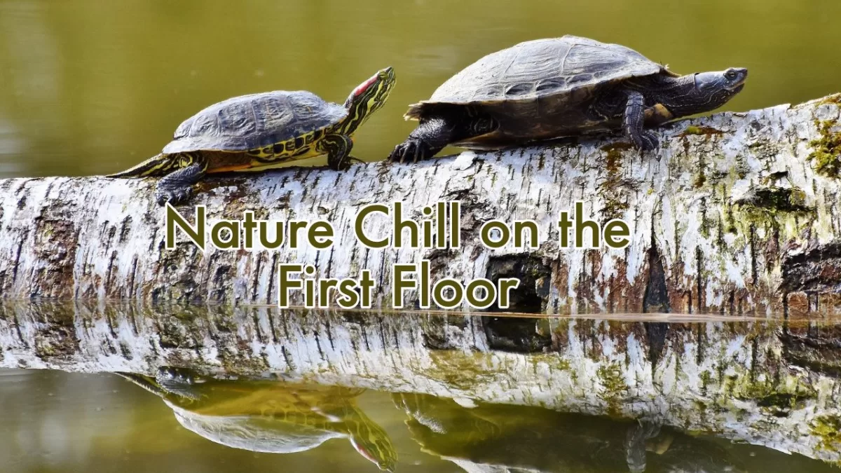 2021-08-15 - nature chill on the first floor 2021 MIX