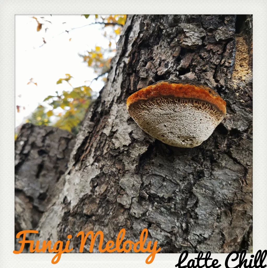 Fungi Melody web - Latte Chill