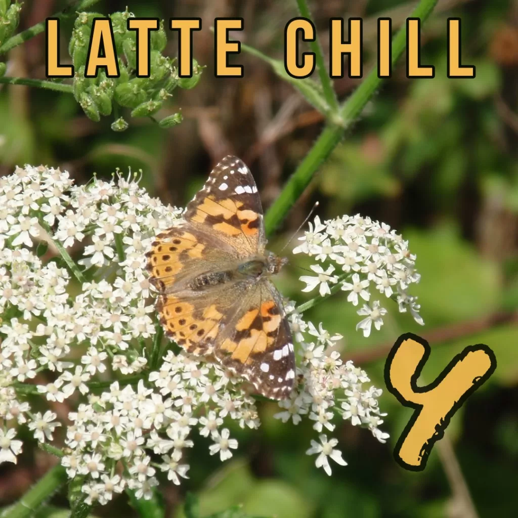 Y Latte chill cover
