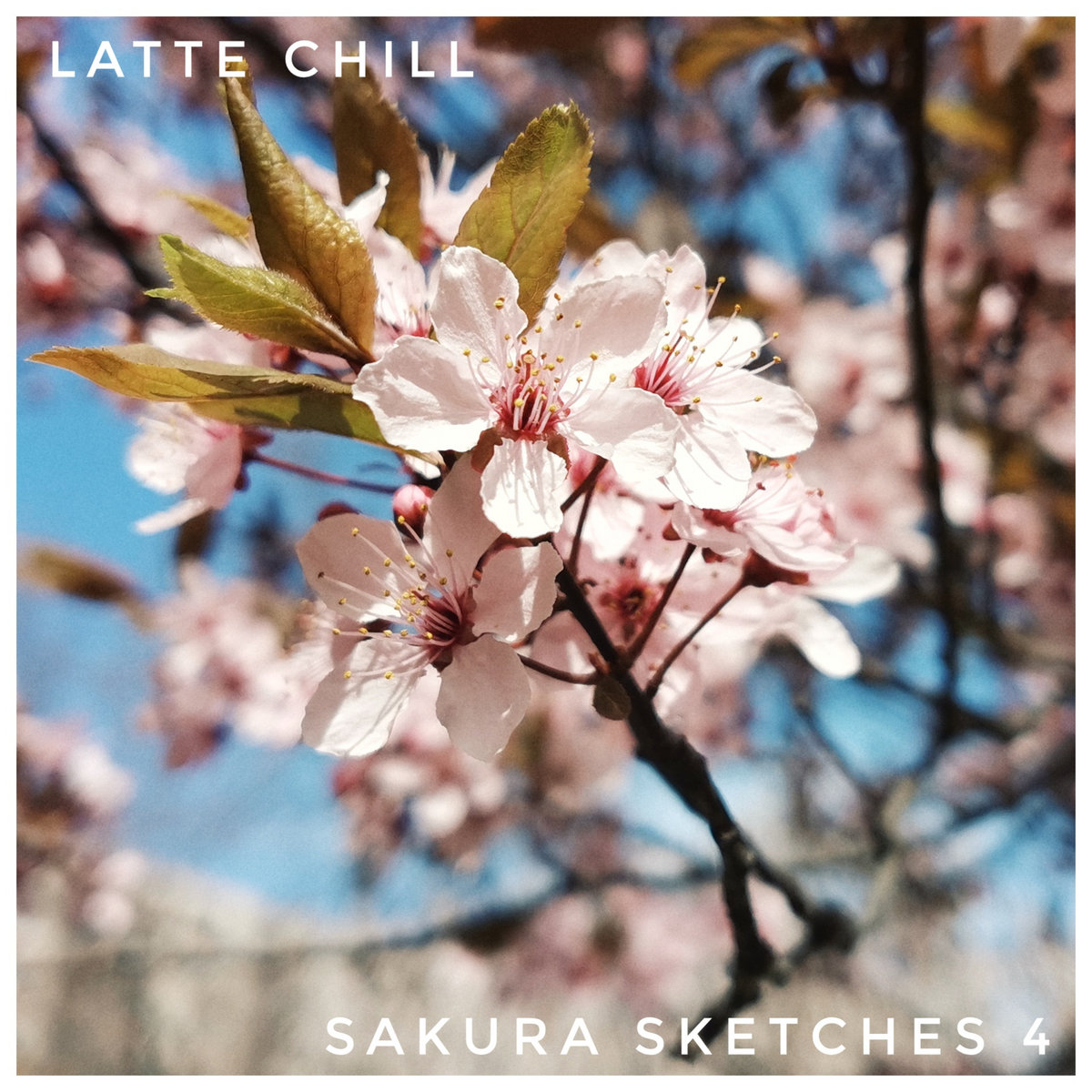 sakura sketches 4 latte chill
